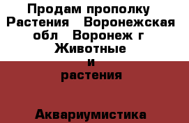 Продам прополку. Растения - Воронежская обл., Воронеж г. Животные и растения » Аквариумистика   